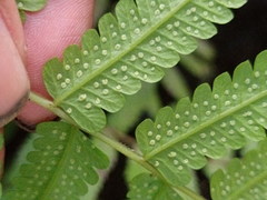 Christella subpubescens