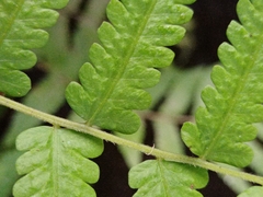 Christella subpubescens