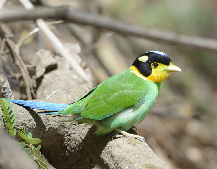 Long-tailed Broadbill (Psarisomus dalhousiae) · iNaturalist