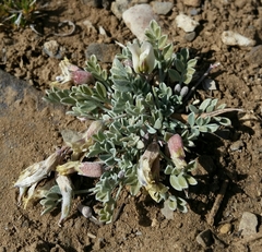Astragalus calycosus calycosus
