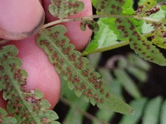 Christella subpubescens