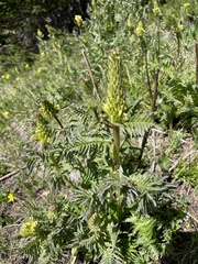 Pedicularis procera