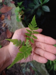 Christella subpubescens