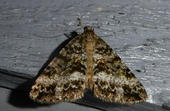 Pseudocoremia lactiflua