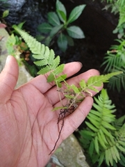 Christella subpubescens