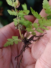 Christella subpubescens