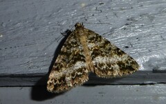 Pseudocoremia lactiflua