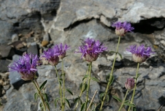 Monardella odoratissima glauca