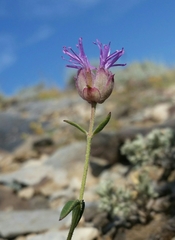 Monardella odoratissima glauca