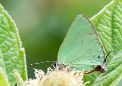 Cyanophrys herodotus