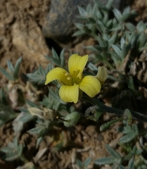 Physaria kingii kingii