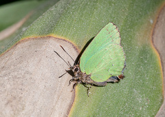 Cyanophrys herodotus