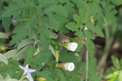 Distimake dissectus dissectus