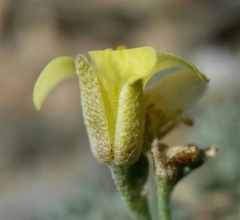 Physaria kingii kingii