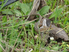 Lacerta trilineata