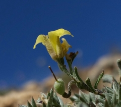 Physaria kingii kingii