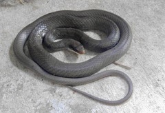 Coluber constrictor latrunculus