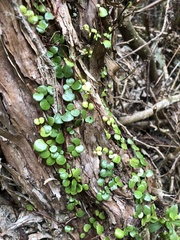 Metrosideros perforata