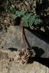 Cymopterus cinerarius