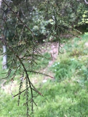 Dacrycarpus dacrydioides