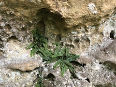 Asplenium trichomanes pachyrachis