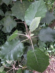 Brachyglottis repanda