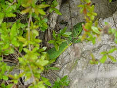 Lacerta trilineata