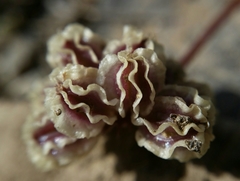 Cymopterus cinerarius