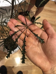 Plerandra elegantissima