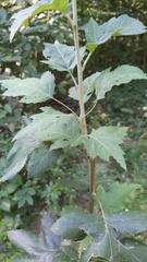 Torminalis glaberrima