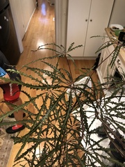 Plerandra elegantissima
