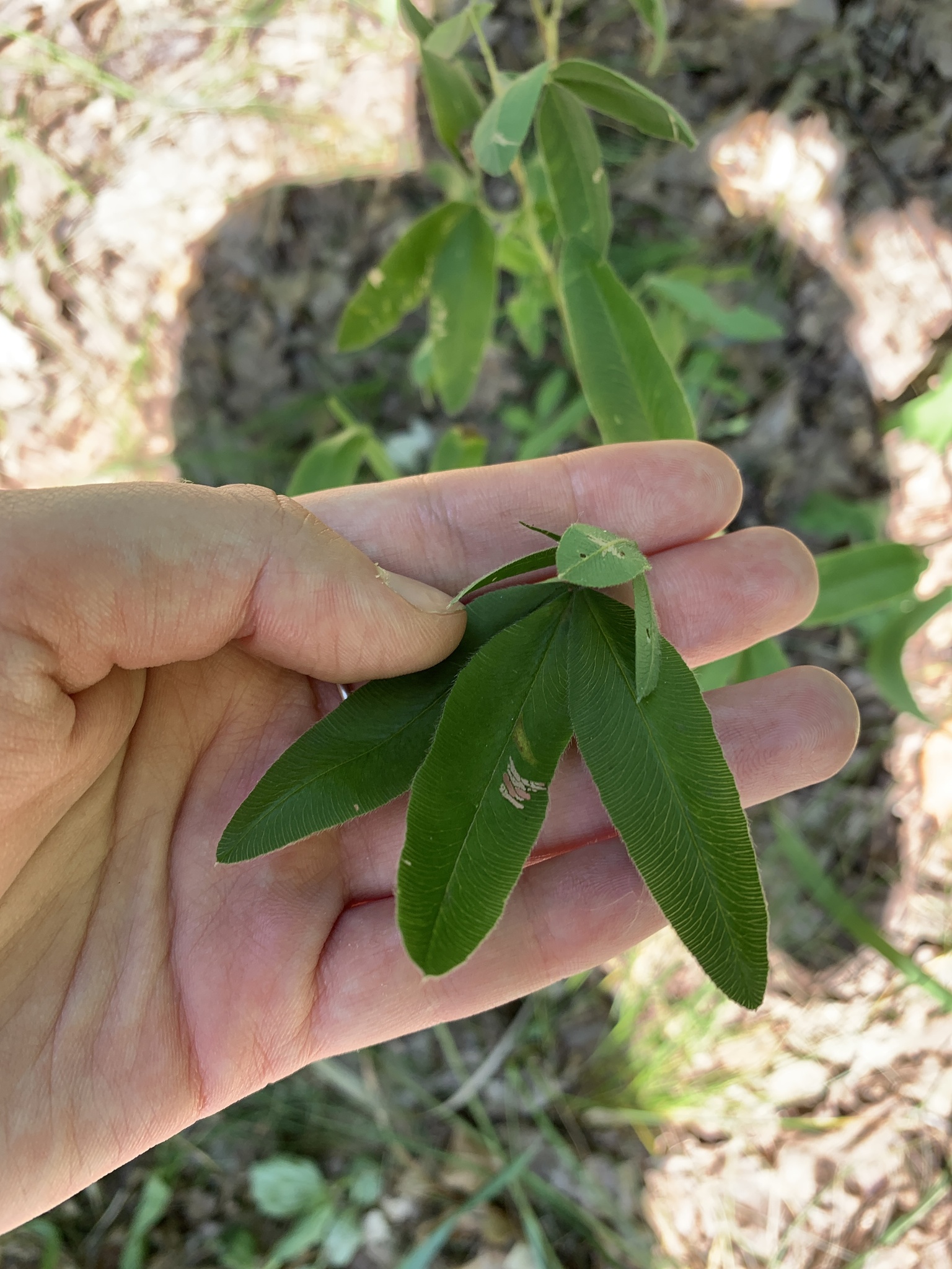 Trifolium alpestre