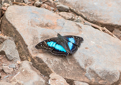 Doxocopa laurentia laurentia