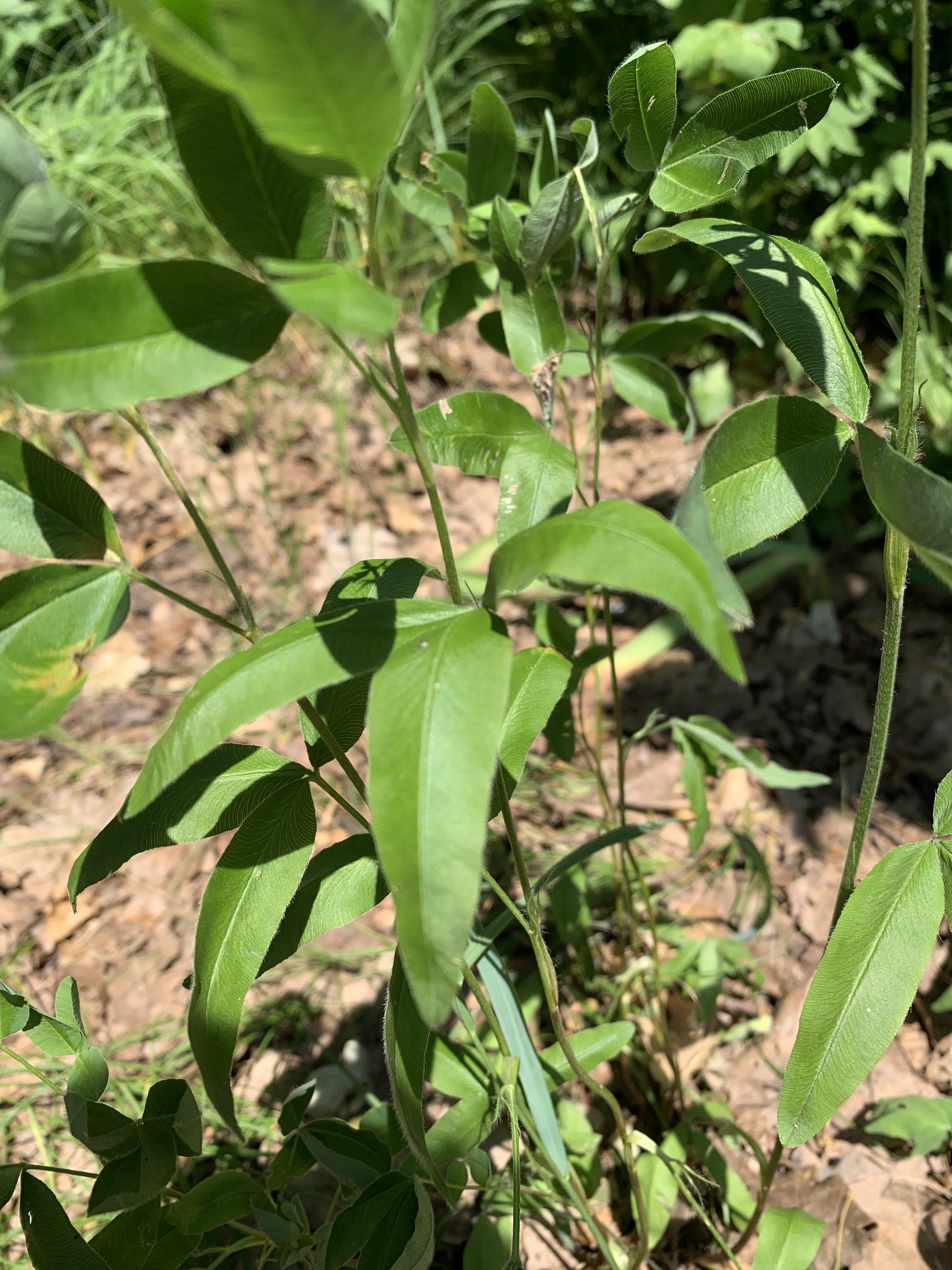 Trifolium alpestre
