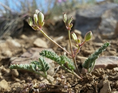 Lomatium foeniculaceum fimbriatum