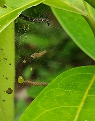 Filodes fulvidorsalis