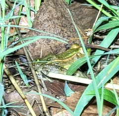 Pelophylax plancyi
