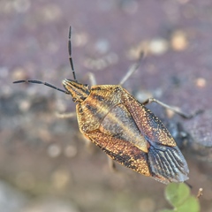 Agonoscelis longirostris