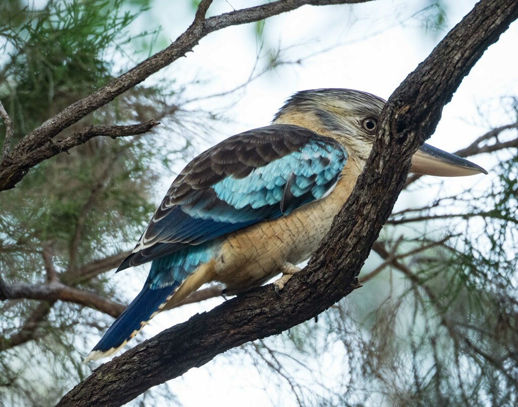 Kookaburras