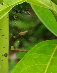 Filodes fulvidorsalis