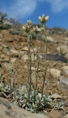 Antennaria umbrinella