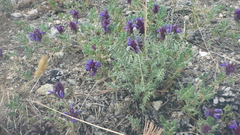 Dracocephalum pinnatum