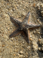 Astropecten indicus