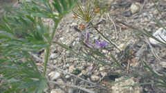 Polygala tenuifolia