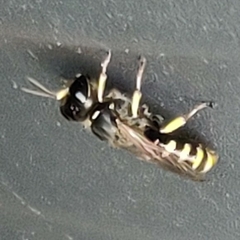 Ectemnius cephalotes