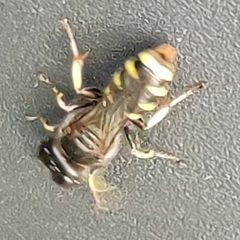 Ectemnius cephalotes