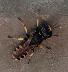 Ectemnius cephalotes
