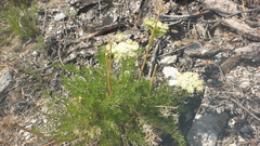 Ferulopsis hystrix
