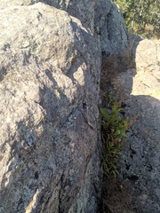 Podarcis guadarramae