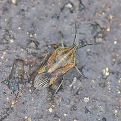 Agonoscelis longirostris